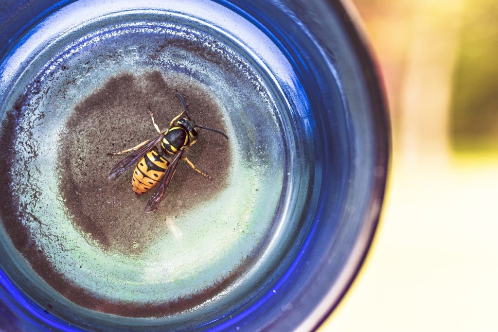 Getränk vor Wespen schützen