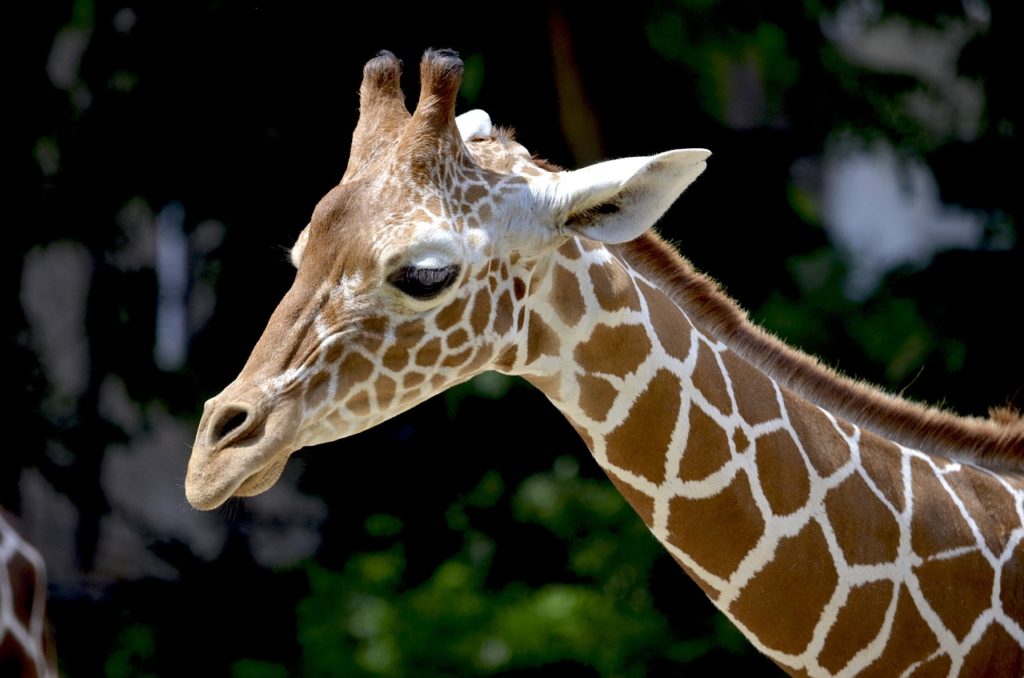 Giraffe Hals