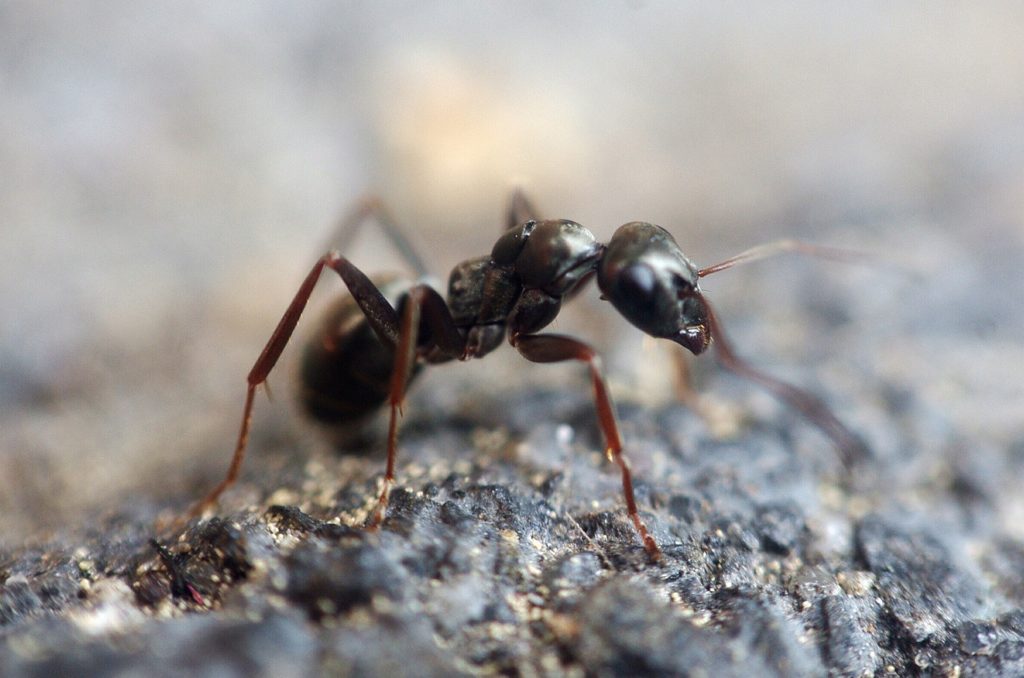 Ameisen mit Gewürzen vertreiben